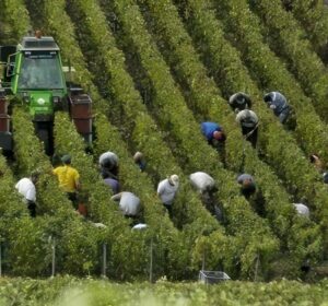 Pôle Emploi - Pôle Emploi : les vendanges suivies par les agences régionales