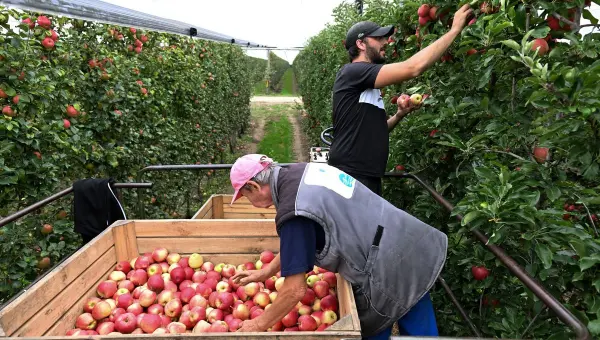 m&eacute;tiers en tension en Pays de la Loire Agriculteurs salari&eacute;s
