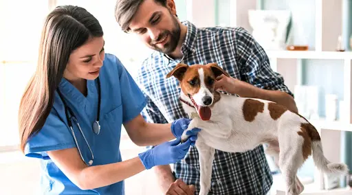 Quels m&eacute;tiers avec les animaux recrutent le plus