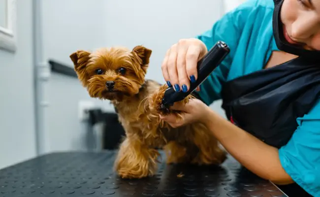 V&eacute;t&eacute;rinaire