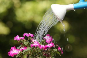 meilleure heure pour arroser en cas de canicule