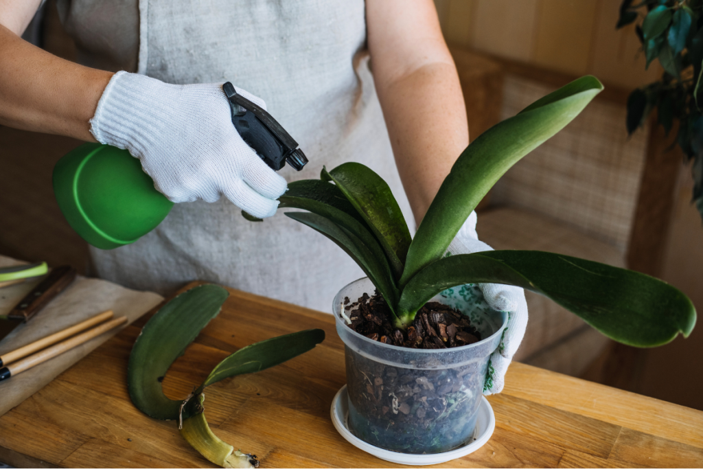 orchidée ne fait que des feuilles et des racines