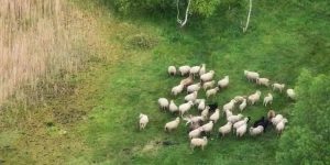 Lequel de ces moutons sera dévoré ?