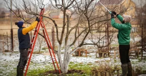 qui doit vraiment tondre la pelouse beaucoup de proprietaires tombent des nues