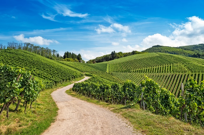 Combien de bouteilles produit un hectare de vigne en moyenne