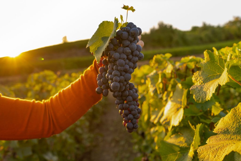 Combien rapporte un hectare de vigne en France