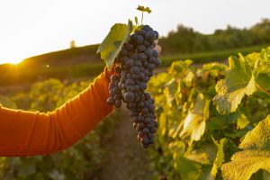 Combien rapporte un hectare de vigne en France