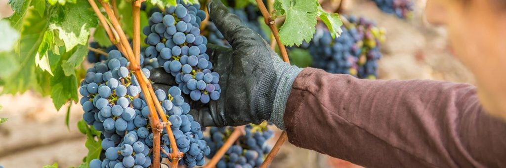 Quelle rentabilit&eacute; attendre selon le type de vin (