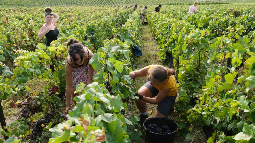 Quelles aides ou subventions peuvent soutenir un projet viticole 1